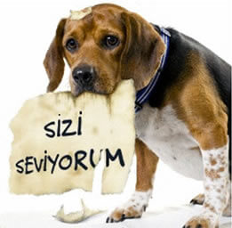 Hayvanlara İşkence Eden İnsanlara Verilen Cezalar Nelerdir